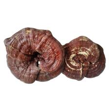 Тибетский гриб линчжи целый 50 гр