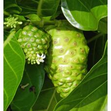 Чай из листьев нони 30 гр